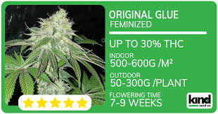 Your Guide to Cannabis Seeds Kentucky