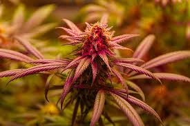 Your Guide to Cannabis Seeds Kentucky